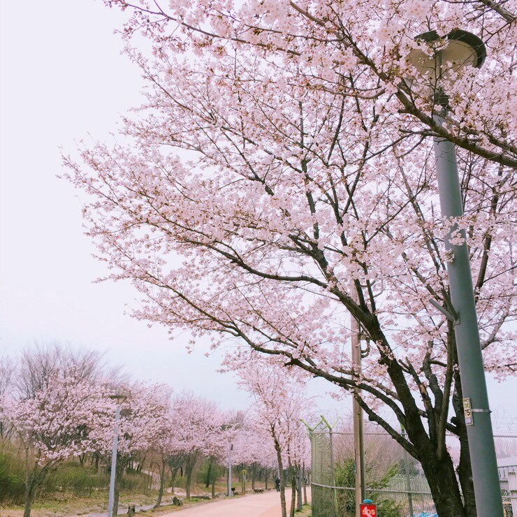 (Spring) Seoul Cherry Blossom Random One Day Tour