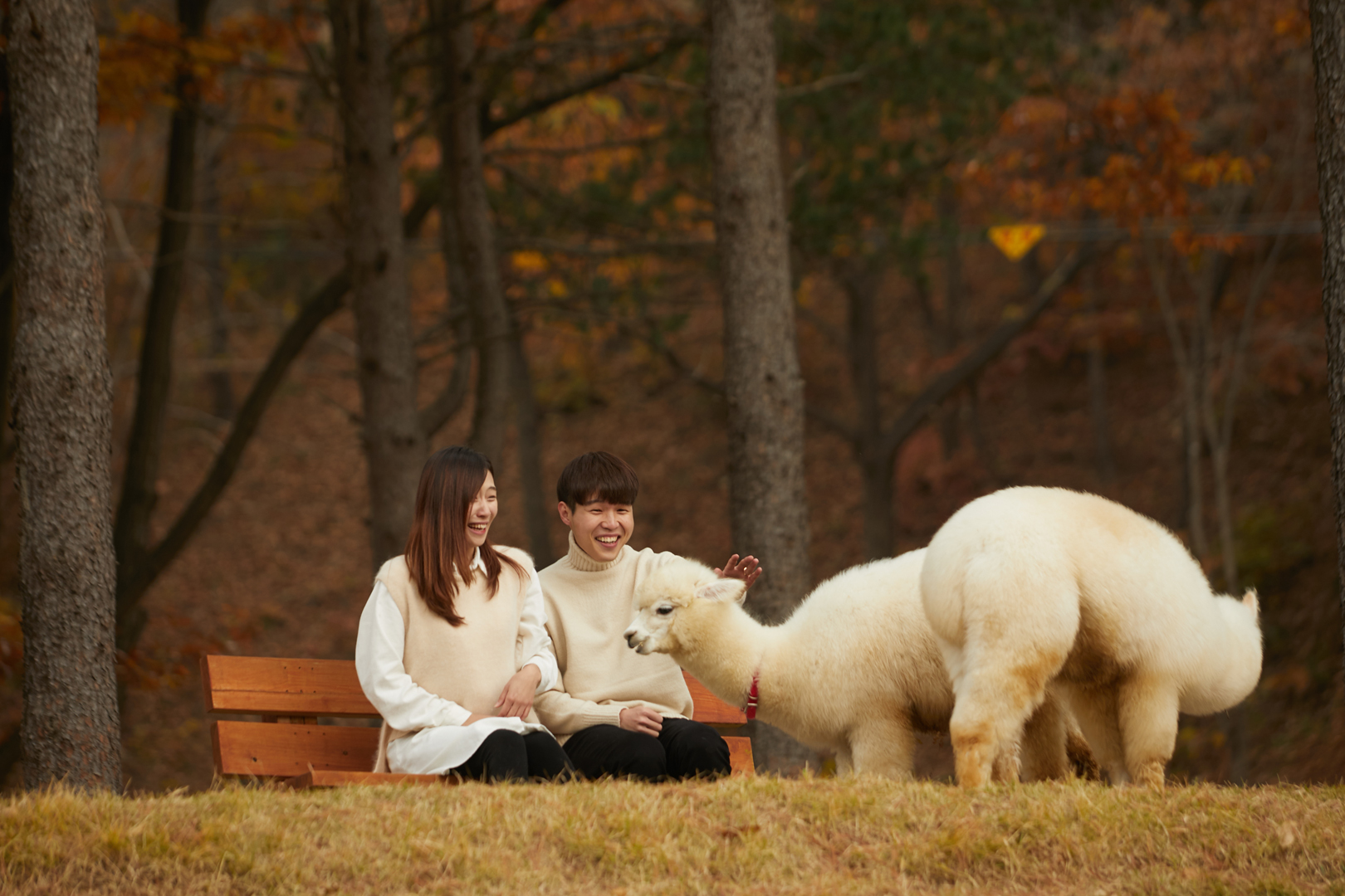 Alpaca World (Chuncheon City) One Day Tour
