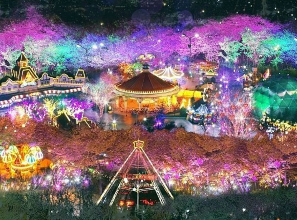 (Spring) Daegu E-world Cherry Blossom Night Tour - Depart from Busan