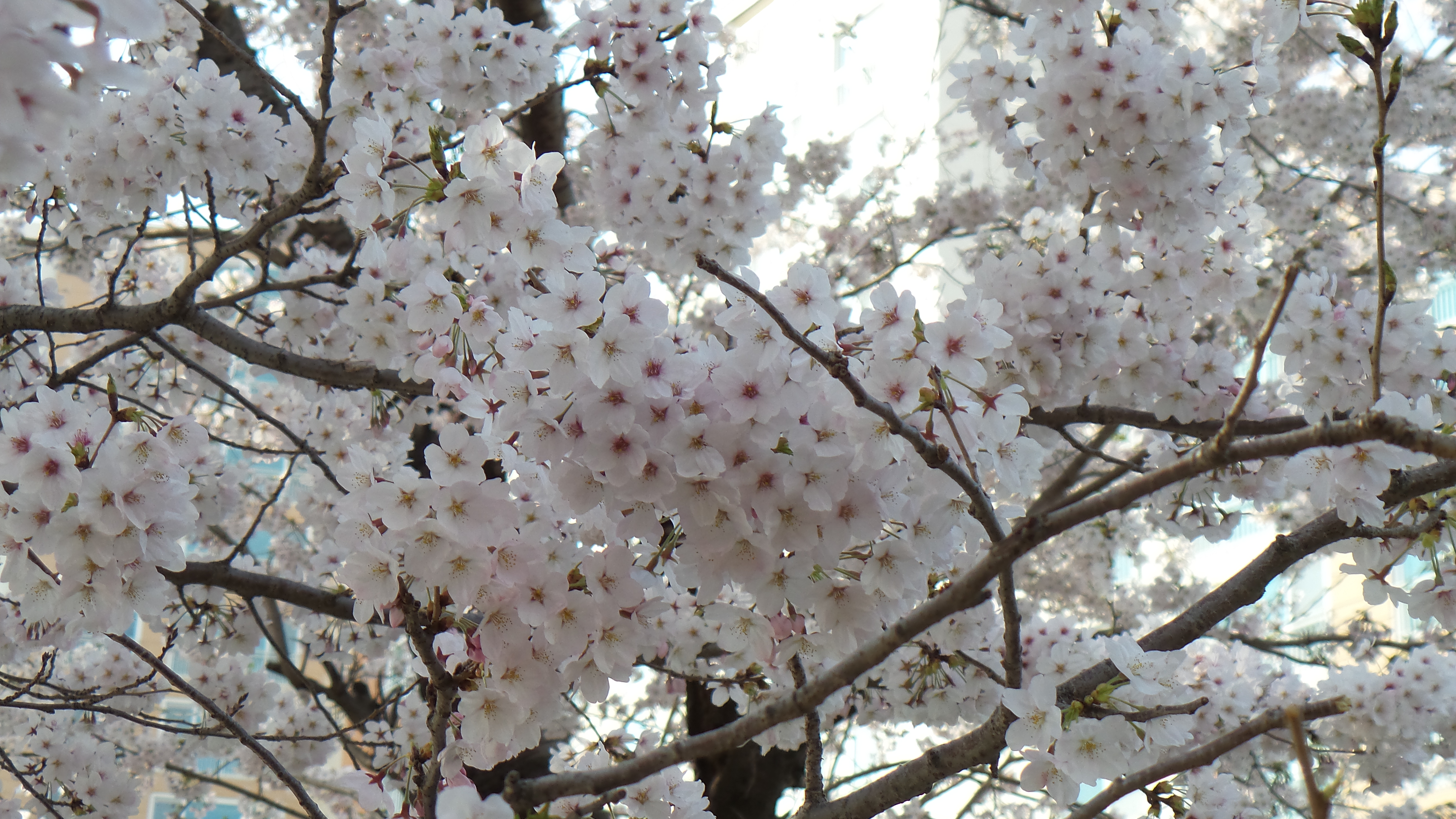 (봄) 부산 벚꽃 랜덤 투어