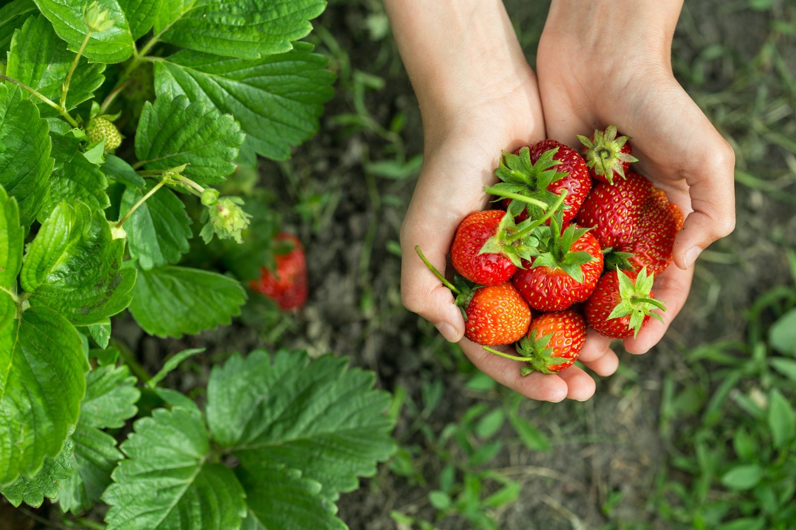 (Winter & Spring) Strawberry Picking + Nami Island + Petite France + The Garden of Morning Calm One Day Tour