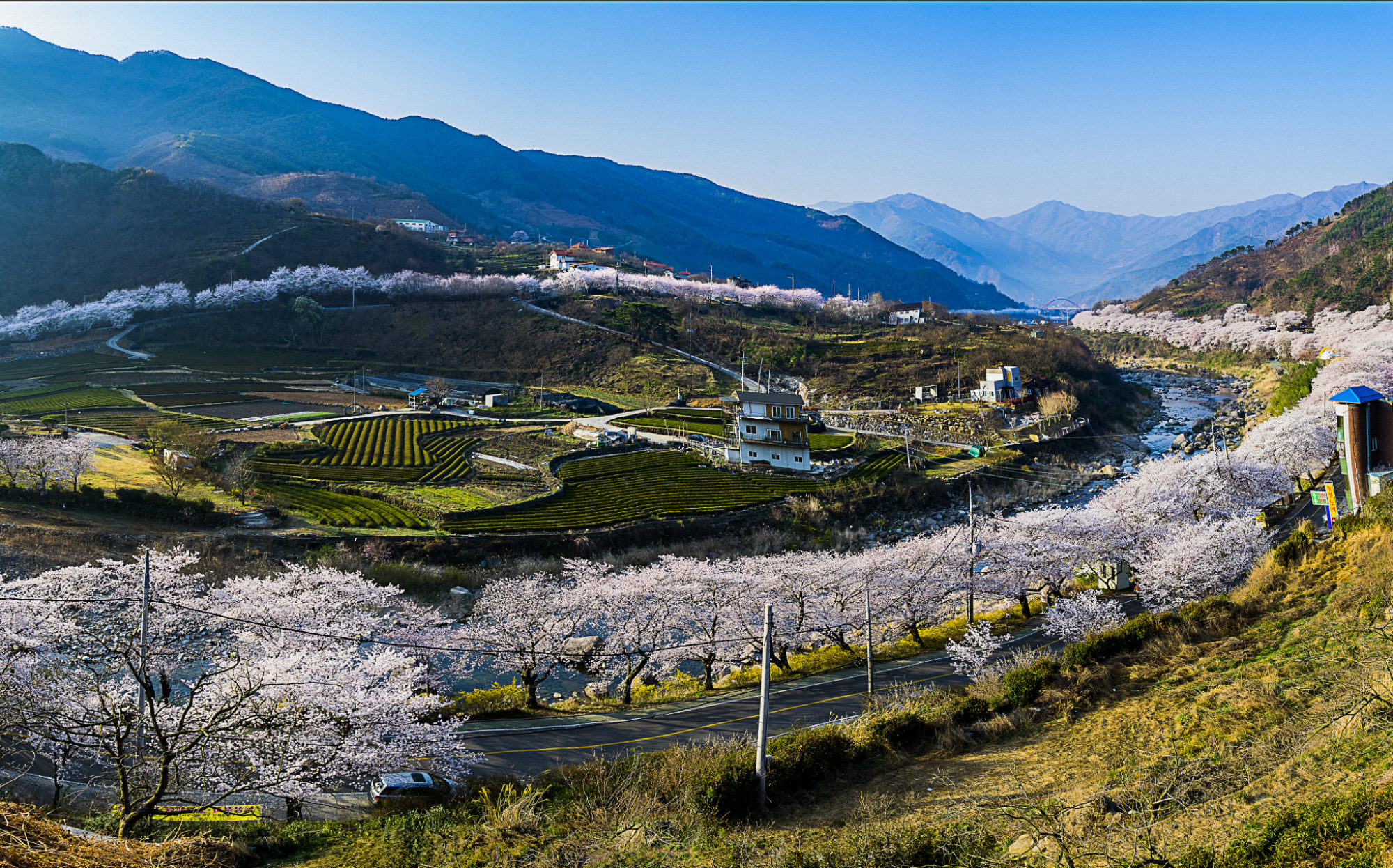 (Spring) Hadong Cherry Blossom One Day Tour - Depart from Busan