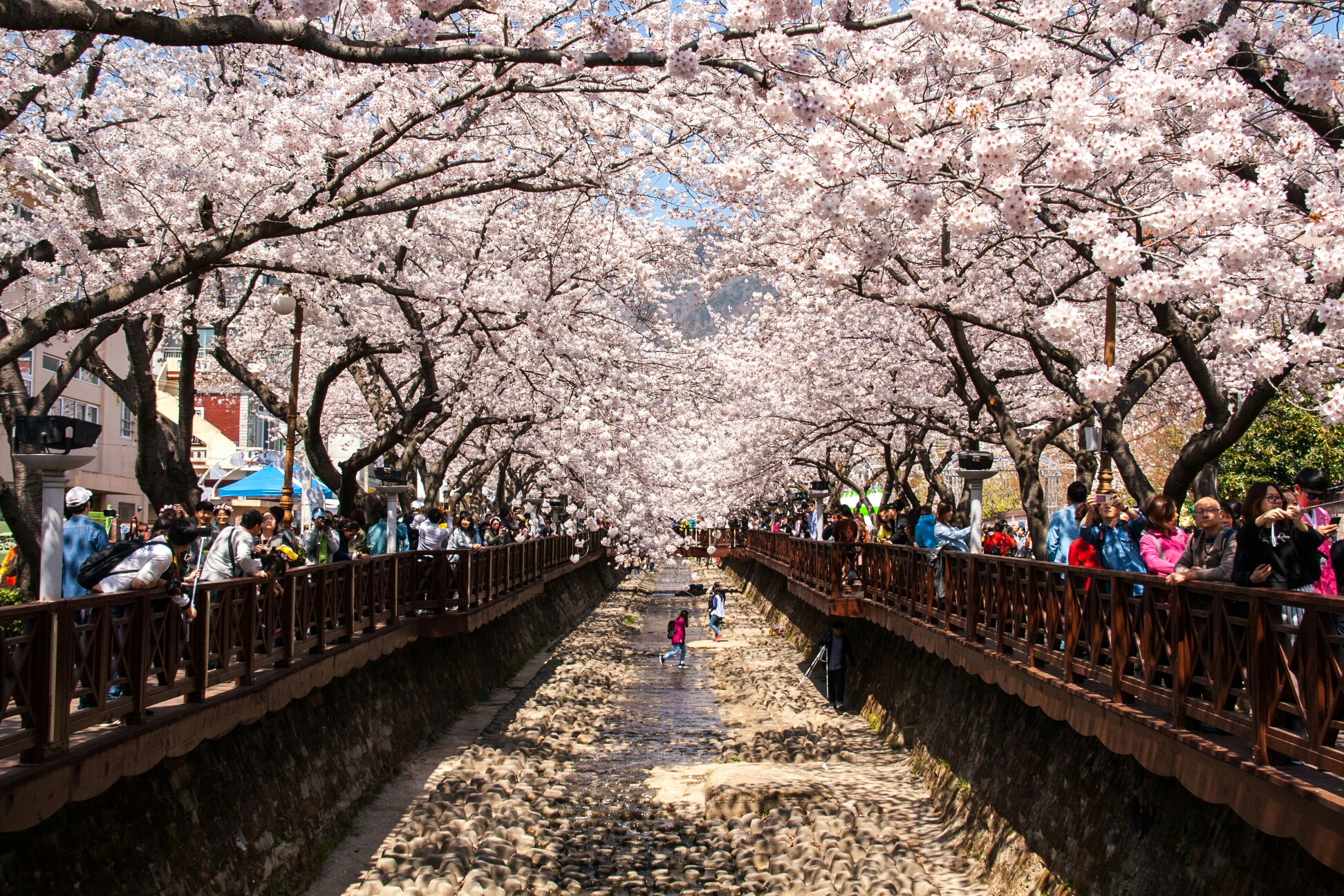 (Spring) Jinhae Gunhangje Cherry Blossom Festival (Day) - Depart from Busan