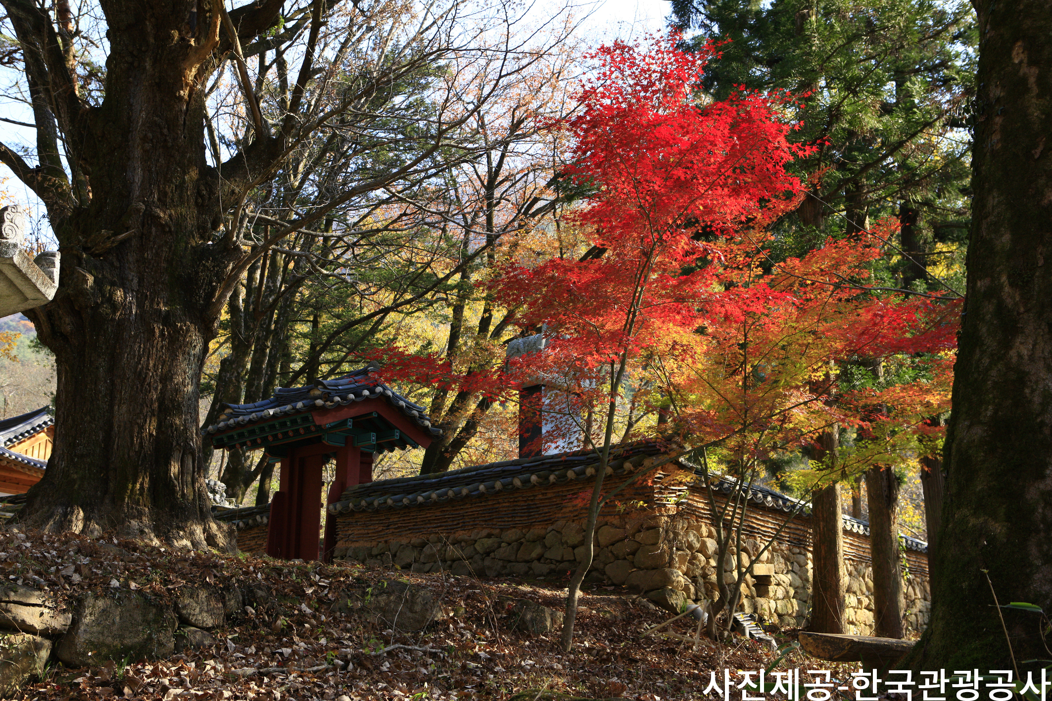 (Autumn) Jirisan National Park Foliage One Day Tour