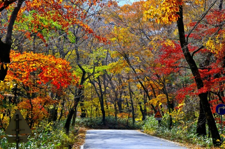 (Autumn) Gayasan National Park (Haeinsa) Foliage One Day Tour