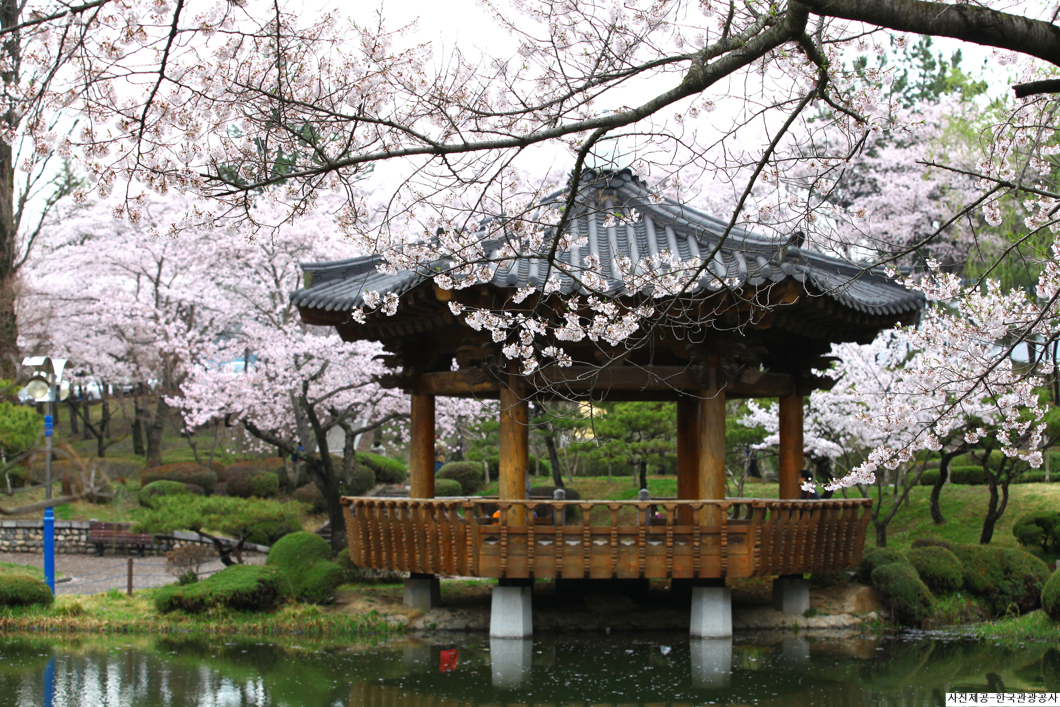 (Spring) Gyeongju Cherry Blossom One Day Tour - Depart from Busan