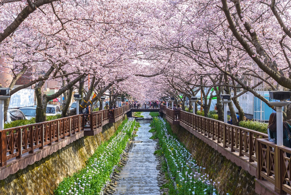 (Spring) Jinhae Gunhangje Cherry Blossom Festival - Depart from Seoul