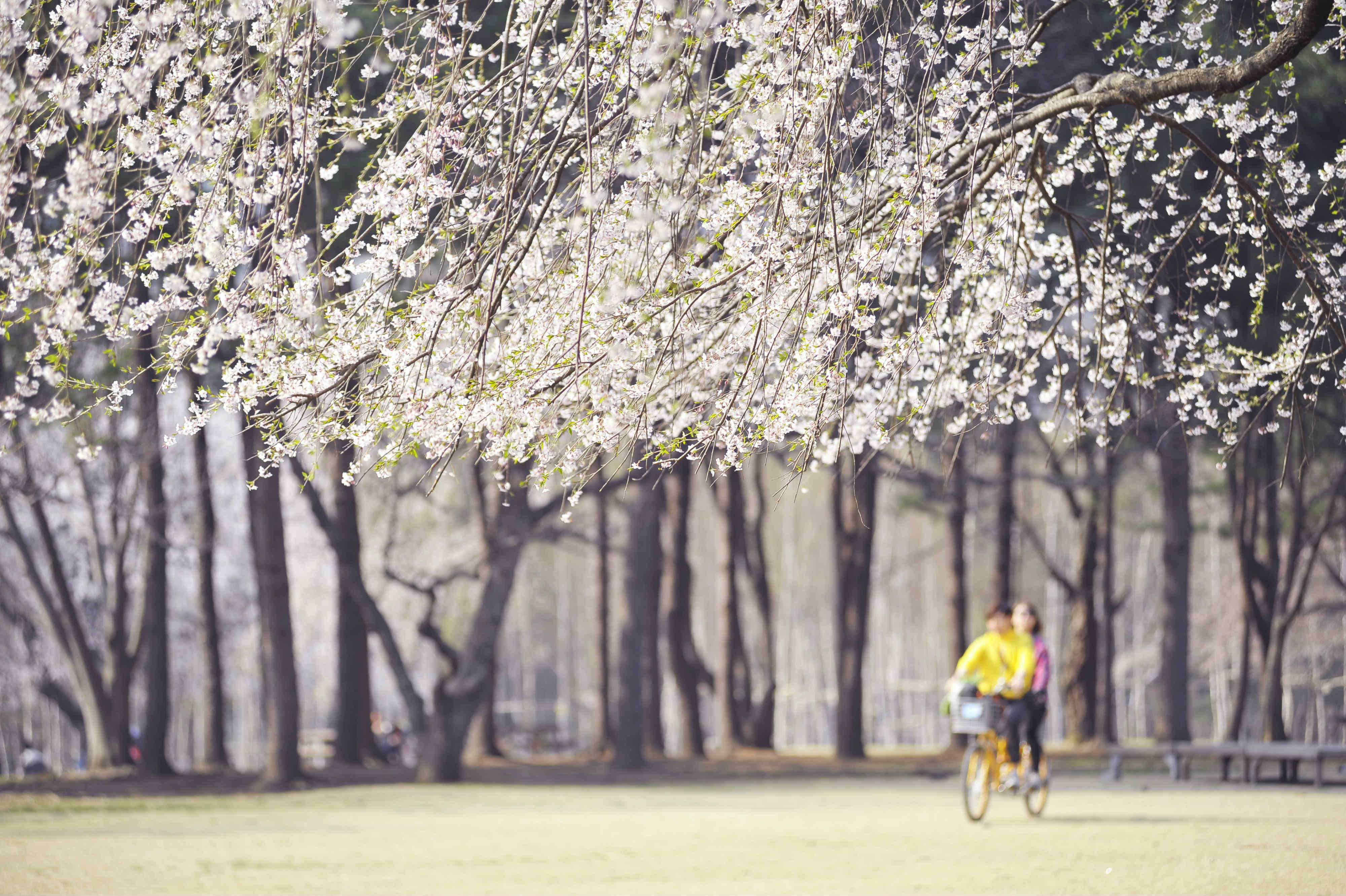 Nami Island + The Garden of Morning Calm One Day Tour