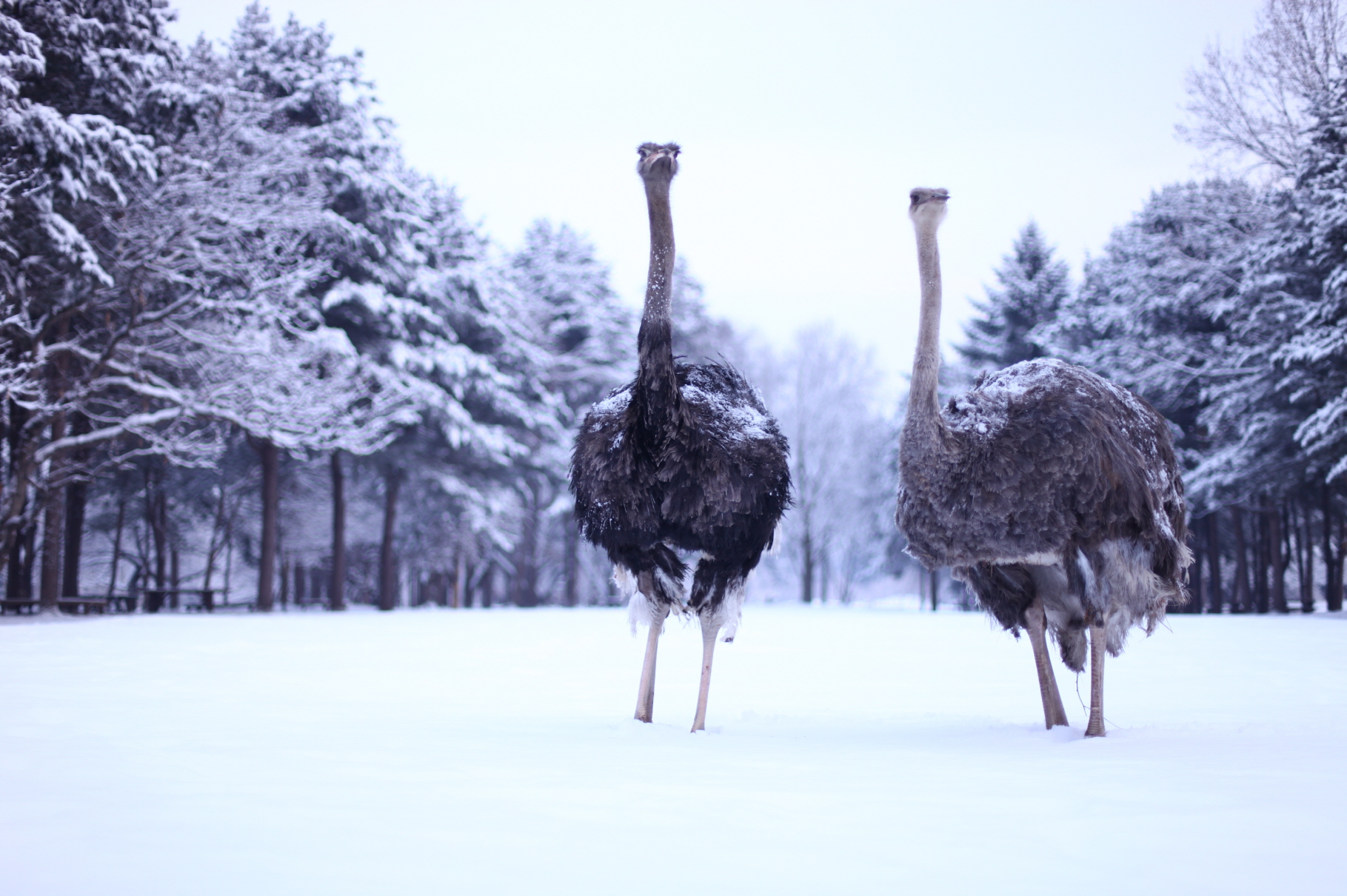 (Winter) Nami Island + The Garden of Morning Calm One Day Tour