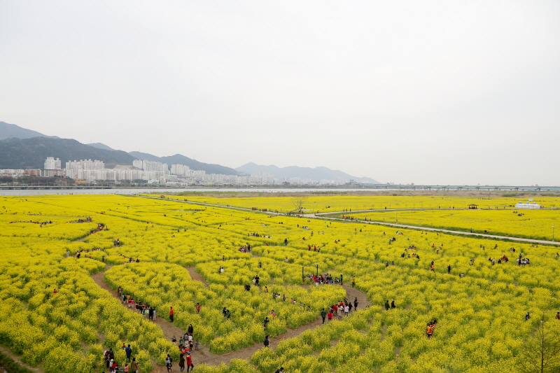 (Spring) Busan Canola Festival Half-day Tour (Day)