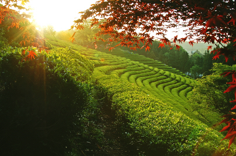 (Spring) 2020 Boseong Green Tea Festival - Depart from Busan