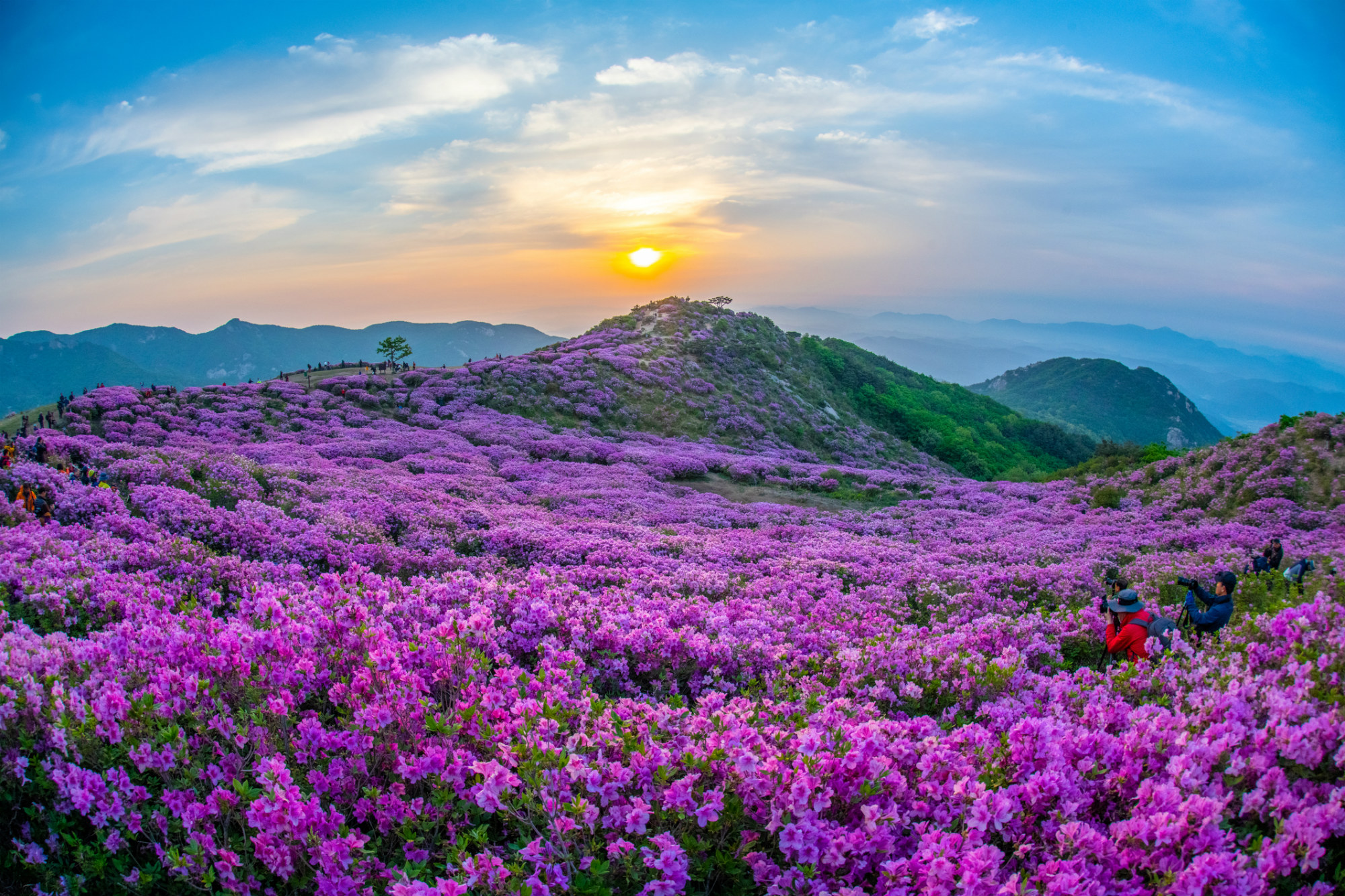 (Spring) 2020 Hwangmaesan Royal Azalea Festival One Day Tour