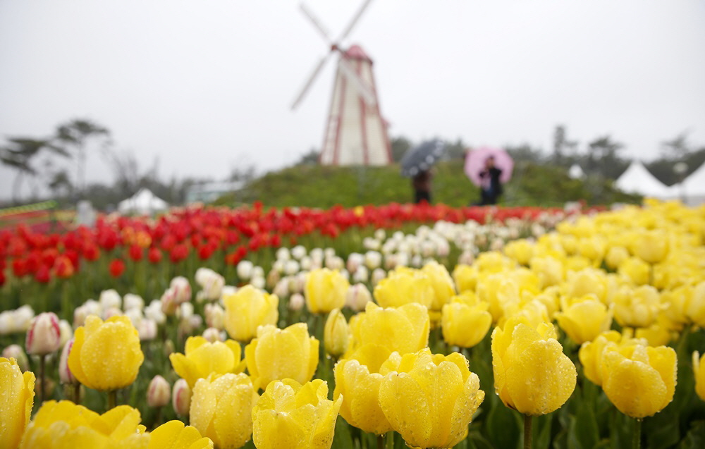 (Spring) Taean Tulip Festival + Strawberry Picking One Day Tour