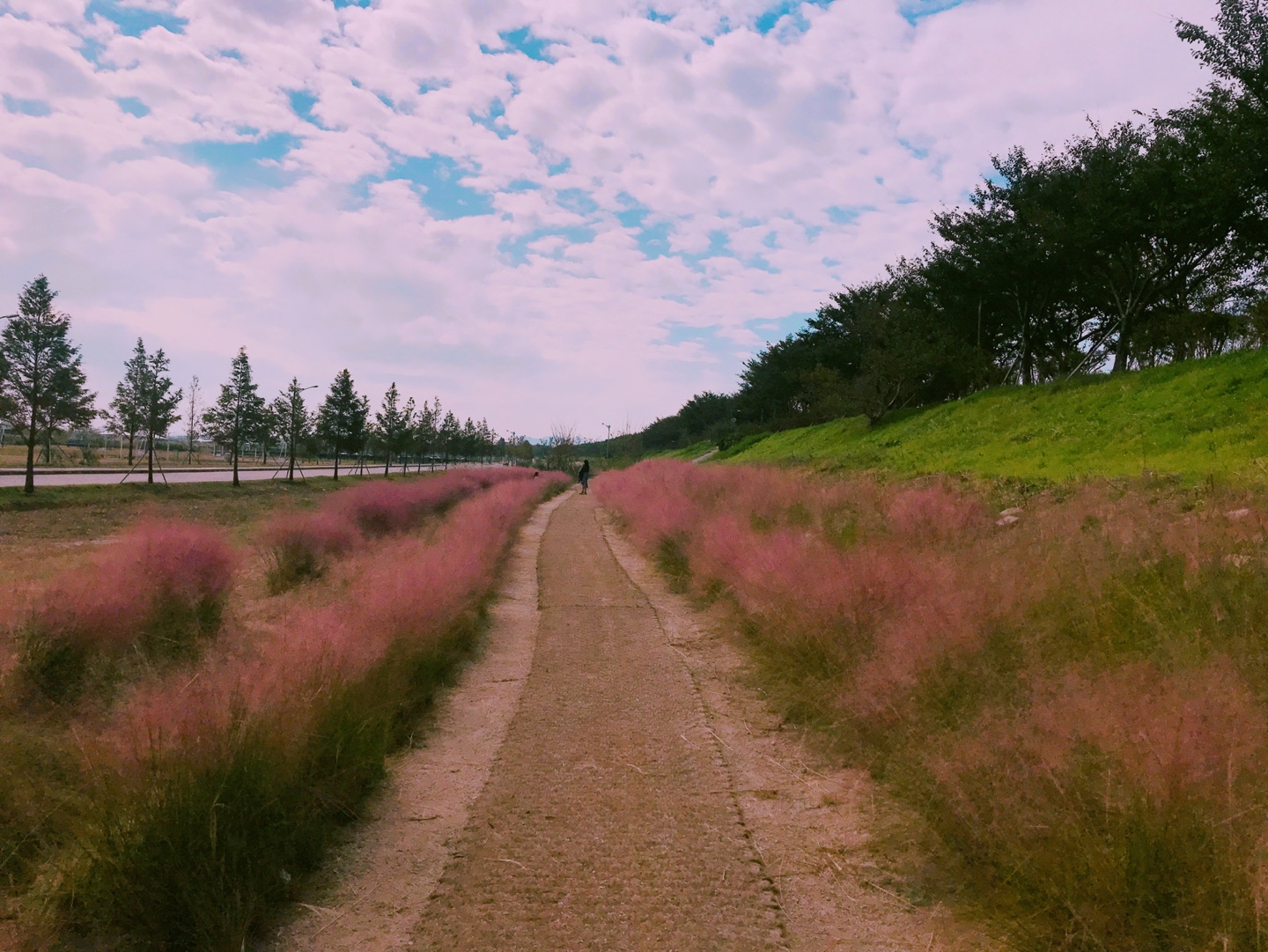 (Autumn) Gyeongju Pink Muhly One Day Tour