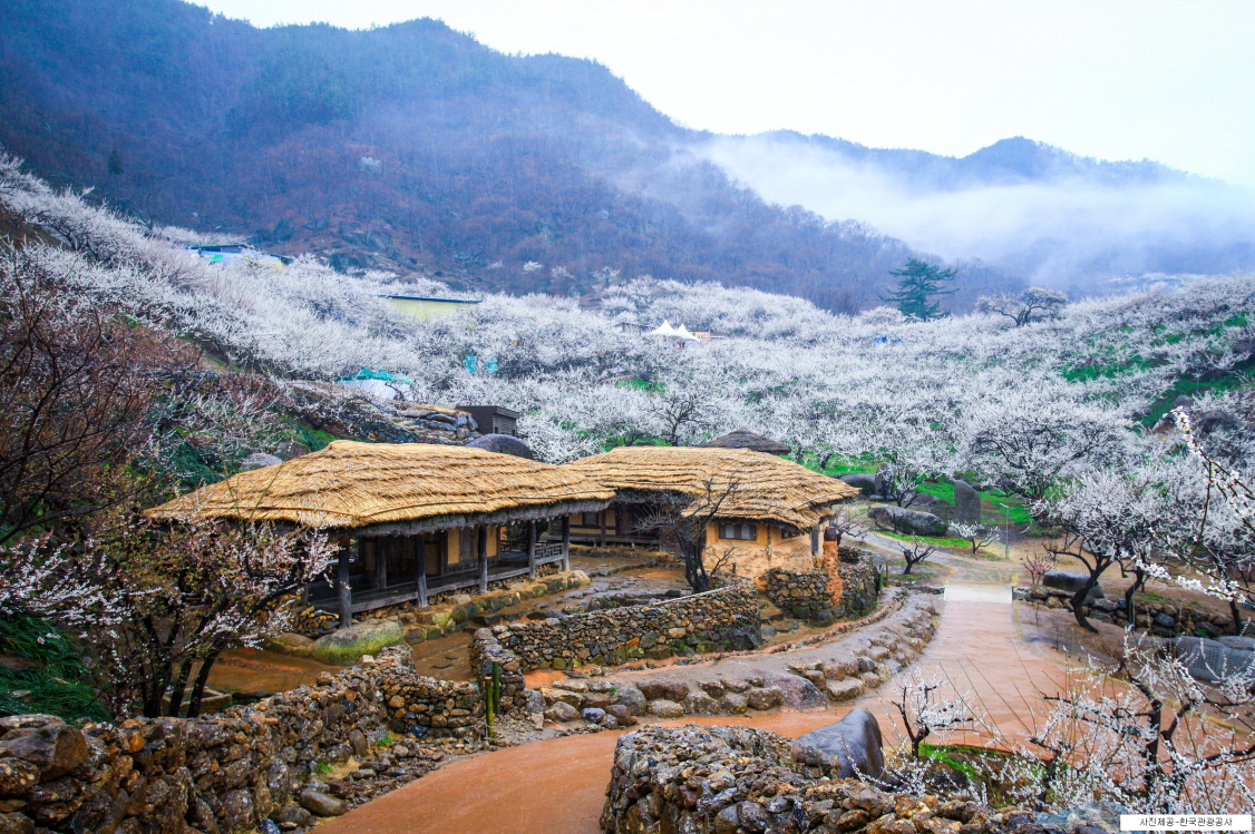 (Spring) 2020 Gwangyang Maehwa & Gurye Sansuyu Festival - Depart from Busan